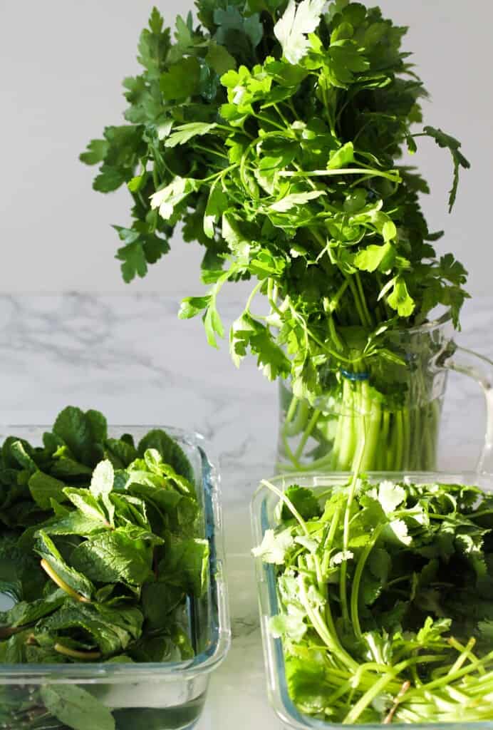 coriander/cilantro, parsley and mint herbs in water
